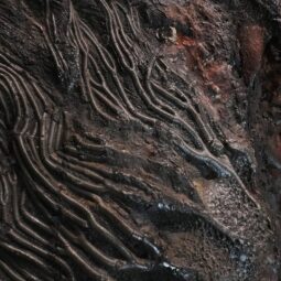 Crinoid Fossil Plate | Crystal Factory