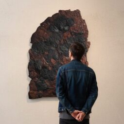 Crinoid Fossil Plate | Crystal Factory