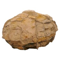 Moroccan Septarian Nodule DS2875 | Crystal Factory