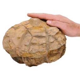 Moroccan Septarian Nodule DS2875 | Crystal Factory