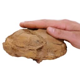 Moroccan Septarian Nodule DS2877 | Crystal Factory