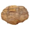 Moroccan Septarian Nodule DS2878 | Crystal Factory