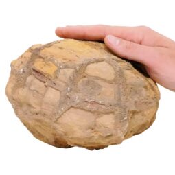 5kg Moroccan Septarian Nodule DS2878 5
