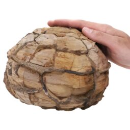 Moroccan Septarian Nodule DS2893 | Crystal Factory