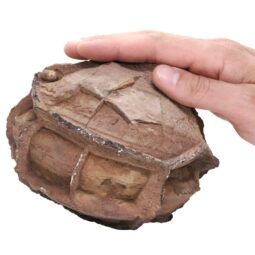 2.4kg Moroccan Septarian Nodule DS2894 5 Moroccan Septarian Nodule DS2894 | Crystal Factory