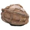 Moroccan Septarian Nodule DS2894 | Crystal Factory