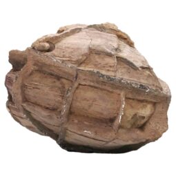 Moroccan Septarian Nodule DS2894 | Crystal Factory