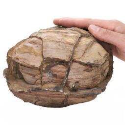 Moroccan Septarian Nodule DS2895 | Crystal Factory
