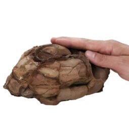 Moroccan Septarian Nodule DS2896 | Crystal Factory