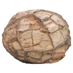 Moroccan Septarian Nodule DS2898 | Crystal Factory