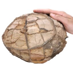 Moroccan Septarian Nodule DS2898 | Crystal Factory