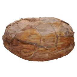 Moroccan Septarian Nodule DS2899 | Crystal Factory