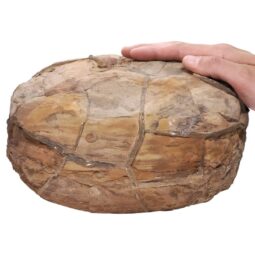 Moroccan Septarian Nodule DS2899 | Crystal Factory