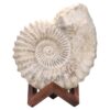 Agadir Ammonite Fossil Wood Stand DS2900 | Crystal Factory