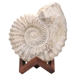 Agadir Ammonite Fossil Wood Stand DS2900 | Crystal Factory