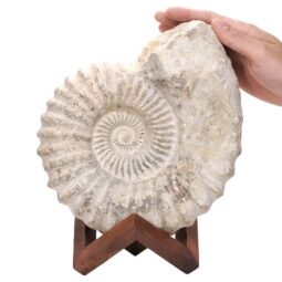 Agadir Ammonite Fossil Wood Stand DS2900 | Crystal Factory