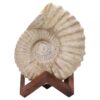 Agadir Ammonite Fossil Wood Stand DS2901 | Crystal Factory