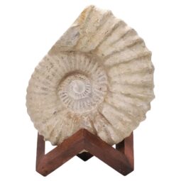 Agadir Ammonite Fossil Wood Stand DS2901 | Crystal Factory