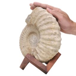 Agadir Ammonite Fossil Wood Stand DS2901 | Crystal Factory