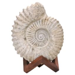 Agadir Ammonite Fossil Wood Stand DS2902 | Crystal Factory