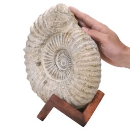 Agadir Ammonite Fossil Wood Stand DS2902 | Crystal Factory