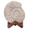 Agadir Ammonite Fossil Wood Stand DS2903 | Crystal Factory