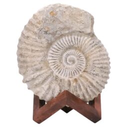 Agadir Ammonite Fossil Wood Stand DS2903 | Crystal Factory