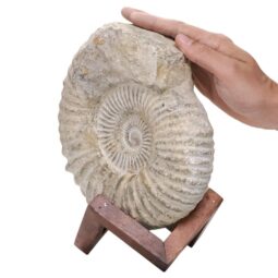 Agadir Ammonite Fossil Wood Stand DS2903 | Crystal Factory