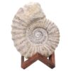 Agadir Ammonite Fossil Wood Stand DS2904 | Crystal Factory