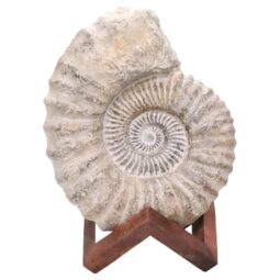 Agadir Ammonite Fossil Wood Stand DS2904 | Crystal Factory
