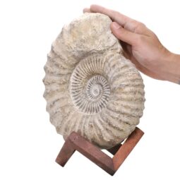 Agadir Ammonite Fossil Wood Stand DS2904 | Crystal Factory