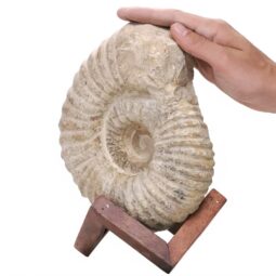Agadir Ammonite Fossil Wood Stand DS2905 | Crystal Factory