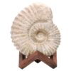 Agadir Ammonite Fossil Wood Stand DS2905 | Crystal Factory