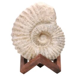 Agadir Ammonite Fossil Wood Stand DS2905 | Crystal Factory