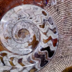 Ancient Fossil Ammonite Orthoceras Wall Plate – Brown | Crystal Factory