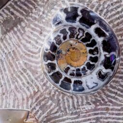 Ancient Fossil Ammonite Orthoceras Wall Plate – Brown | Crystal Factory