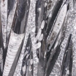 Fossilized Orthoceras Tower | Crystal Factory