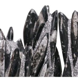 Fossilized Orthoceras Tower | Crystal Factory
