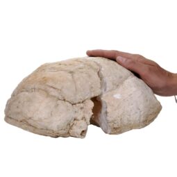 Natural Calcite Geode Pair S1529 | Crystal Factory