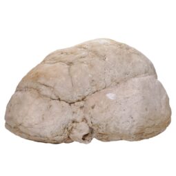 Natural Calcite Geode Pair S1529 | Crystal Factory