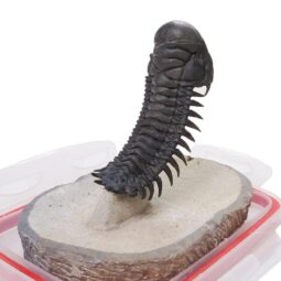 Spiny Trilobite Fossil Specimen DB718 | Crystal Factory