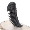 Spiny Trilobite Fossil Specimen DB718 | Crystal Factory