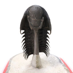 Spiny Trilobite Fossil Specimen DB718 | Crystal Factory
