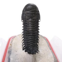 Spiny Trilobite Fossil Specimen DB718 | Crystal Factory