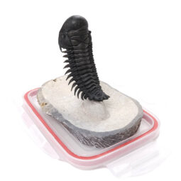 Spiny Trilobite Fossil Specimen DB718 | Crystal Factory