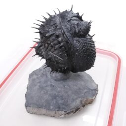 Spiny Trilobite Fossil Specimen DB719 | Crystal Factory