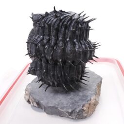Spiny Trilobite Fossil Specimen DB719 | Crystal Factory