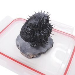 Spiny Trilobite Fossil Specimen DB719 | Crystal Factory