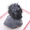 Spiny Trilobite Fossil Specimen DB719 | Crystal Factory