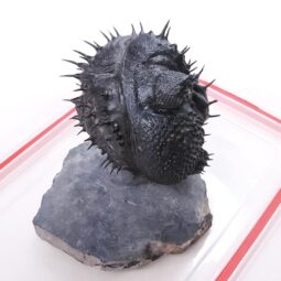 Spiny Trilobite Fossil Specimen DB719 | Crystal Factory